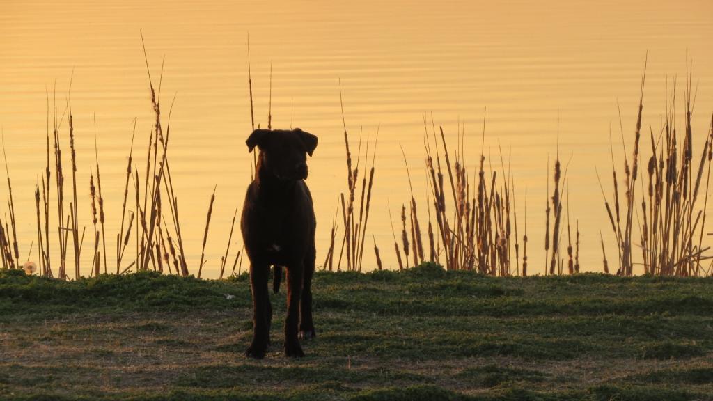 在湖上的黑色狗