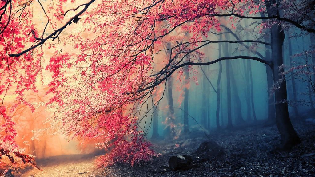 有薄雾的秋天的树林