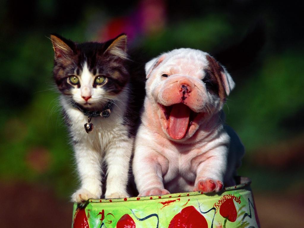 快乐的猫和狗