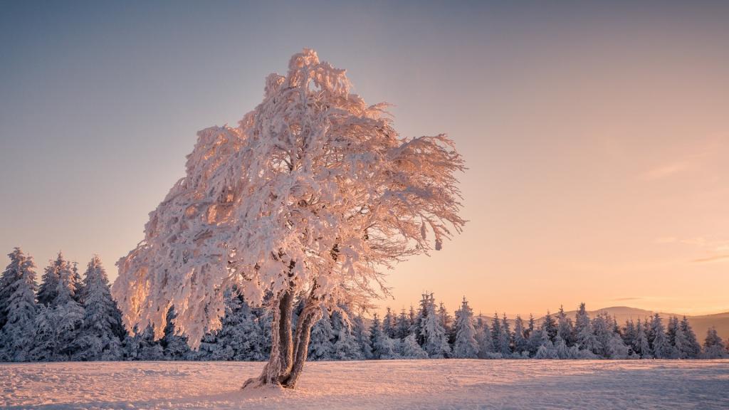 一个孤独的霜覆盖的树在一个领域