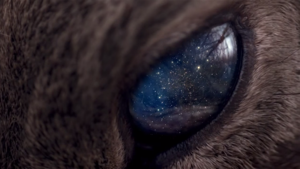 动物眼中的宇宙