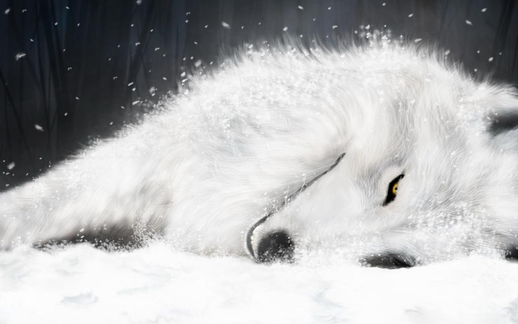 白色的狐狸在雪地里