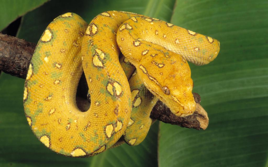 黄蛇