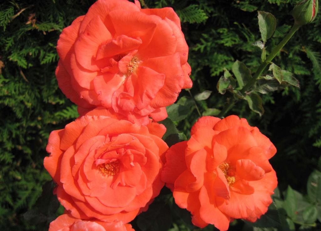 三个橙色花园玫瑰特写