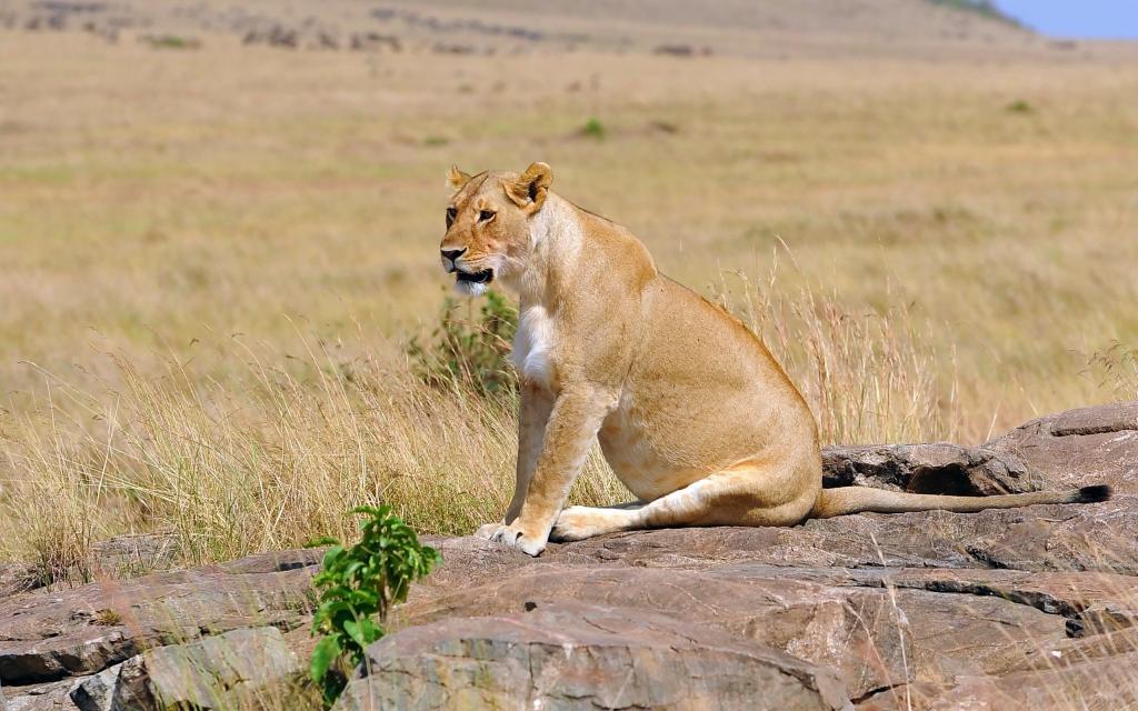 母狮坐在岩石上