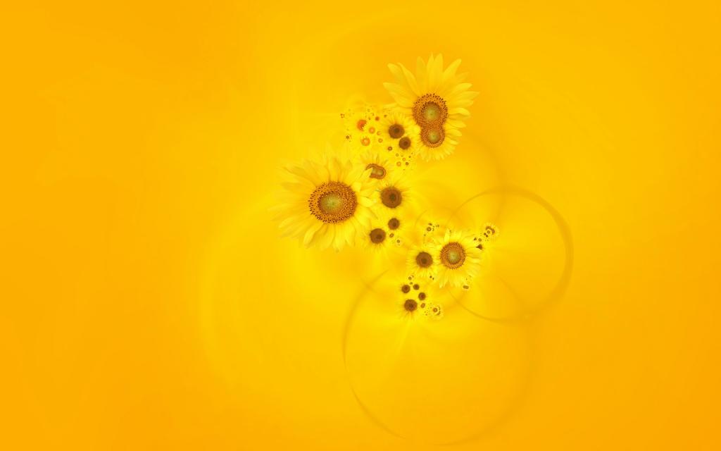 在黄色背景上的向日葵