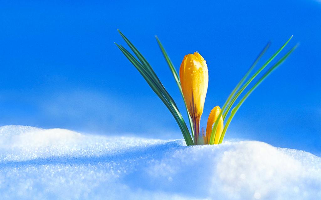 春黄番红花穿过雪地