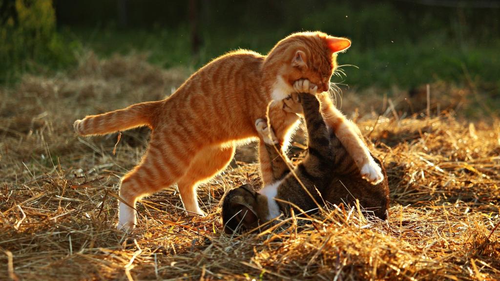 红色和灰色的小猫玩干草地上