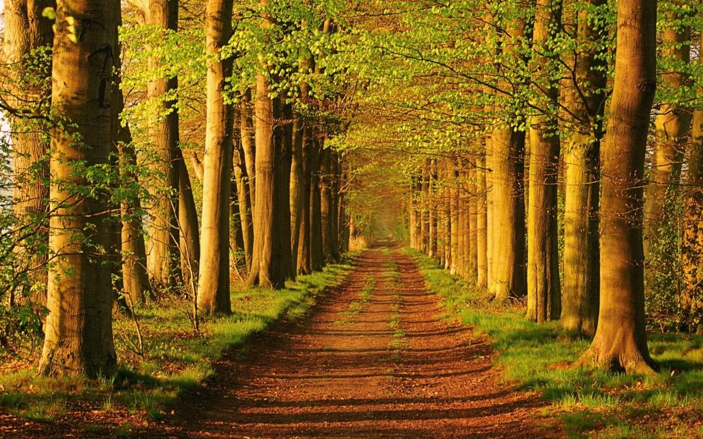 荷兰的森林