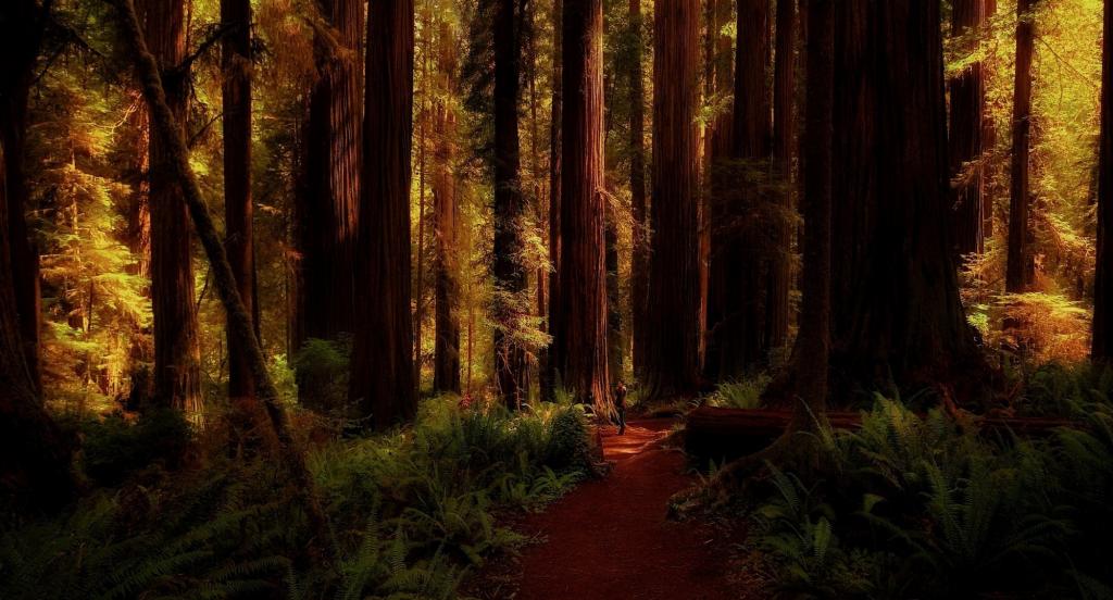 在森林里，加利福尼亚州的巨大的树木