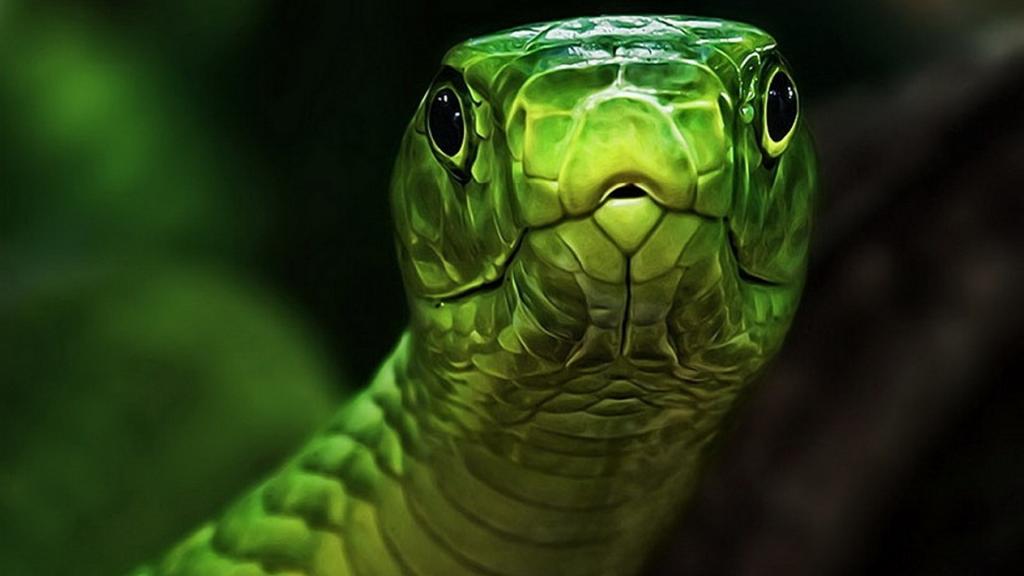 一条绿蛇的头