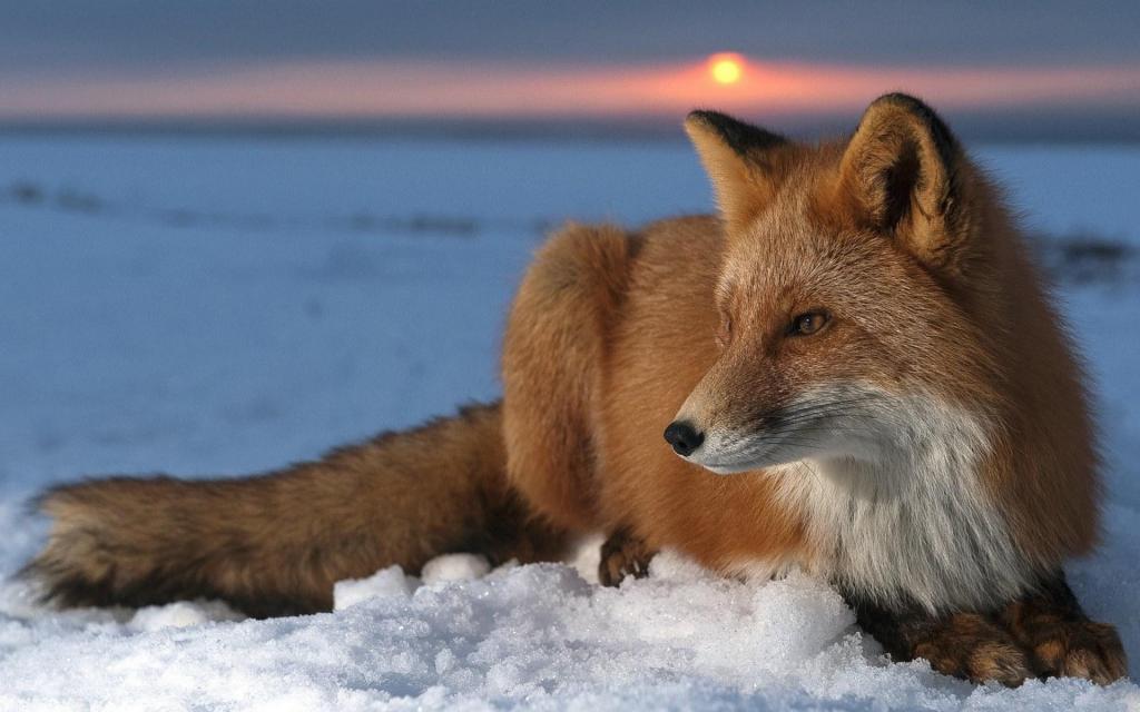 狐狸在日落时在一个冬日的雪中