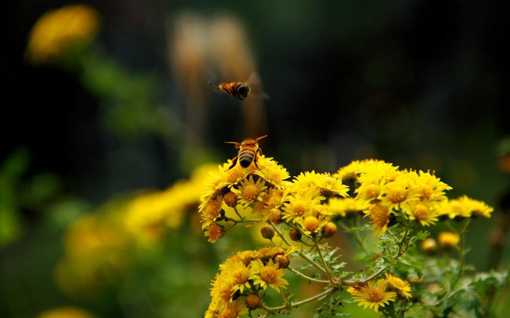 在一朵黄色花刷子的两只蜜蜂