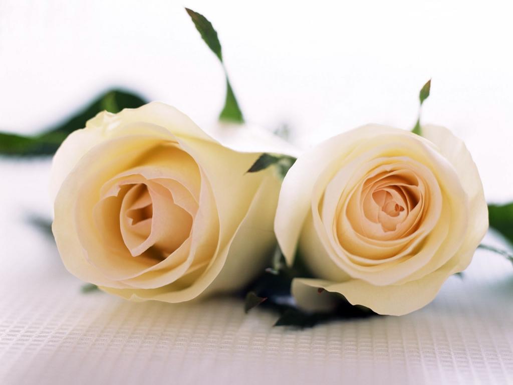 你心爱的白玫瑰