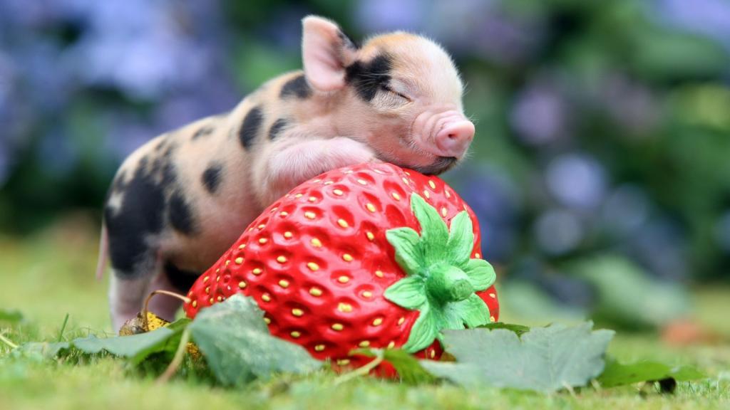 小猪用草莓