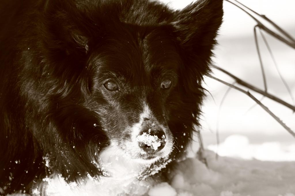 哀伤的博德牧羊犬在冬天的雪