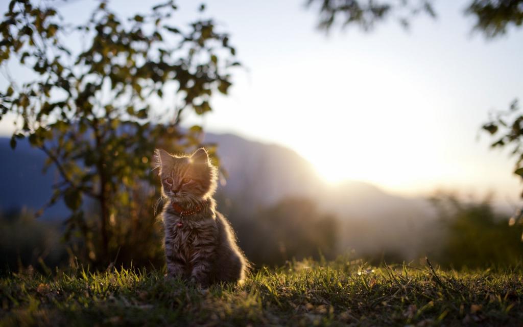 小猫在日落时分