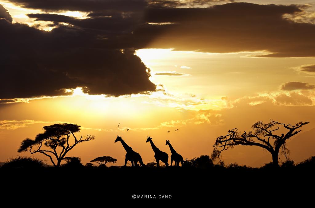 照片日落在非洲