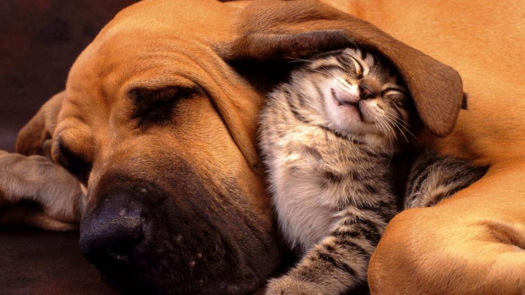 小猫在一只大狗的耳朵下
