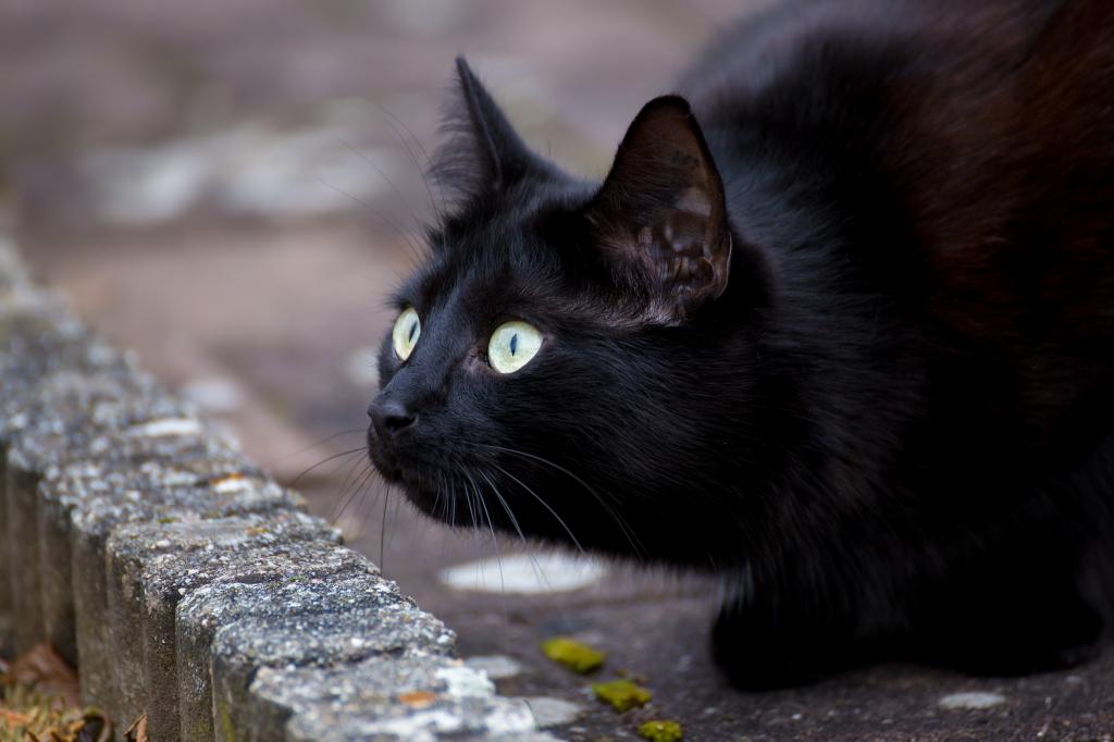 黑色的绿眼睛的猫，看起来很惊讶