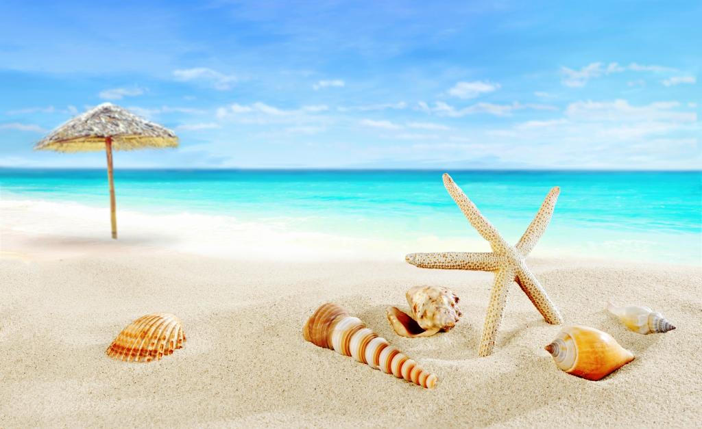 贝壳和热带海滩上的伞
