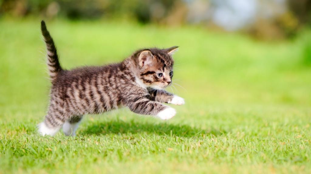 一只灰色的小猫沿着绿色的草地跑着