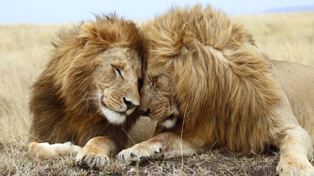 两兄弟狮子