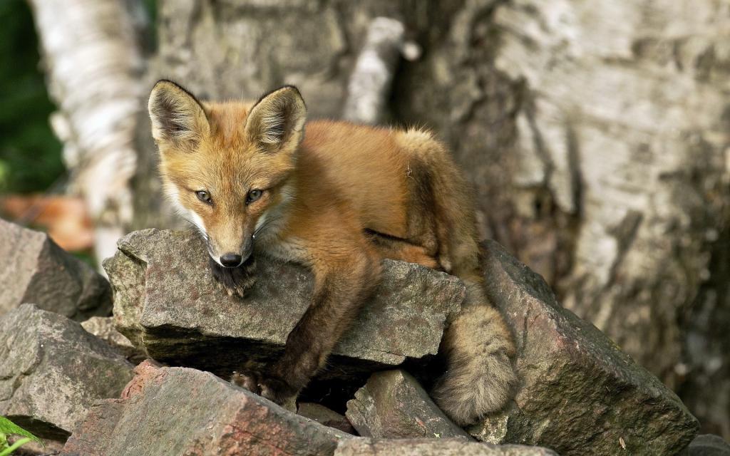 狐狸躺在一块岩石上