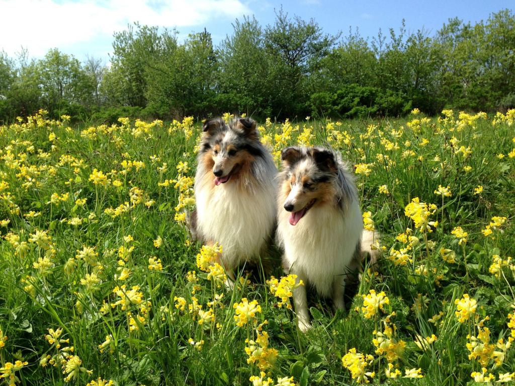 在花的两个美丽的sheltie狗
