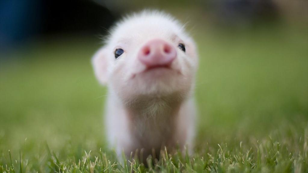 在草坪上的粉红猪