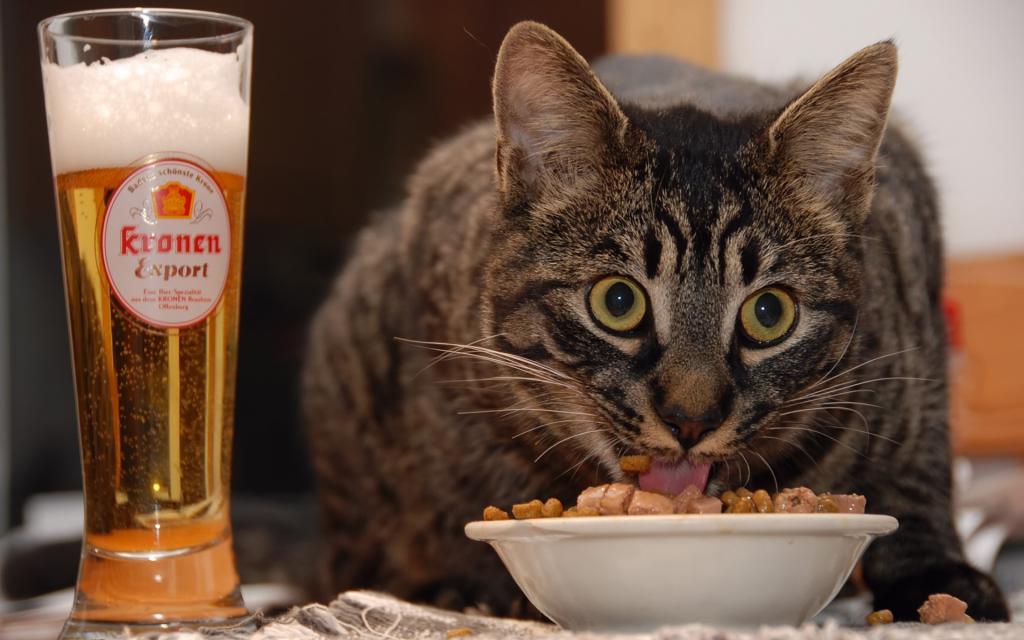 猫和啤酒