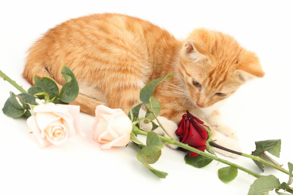 姜小猫与玫瑰在白色背景上