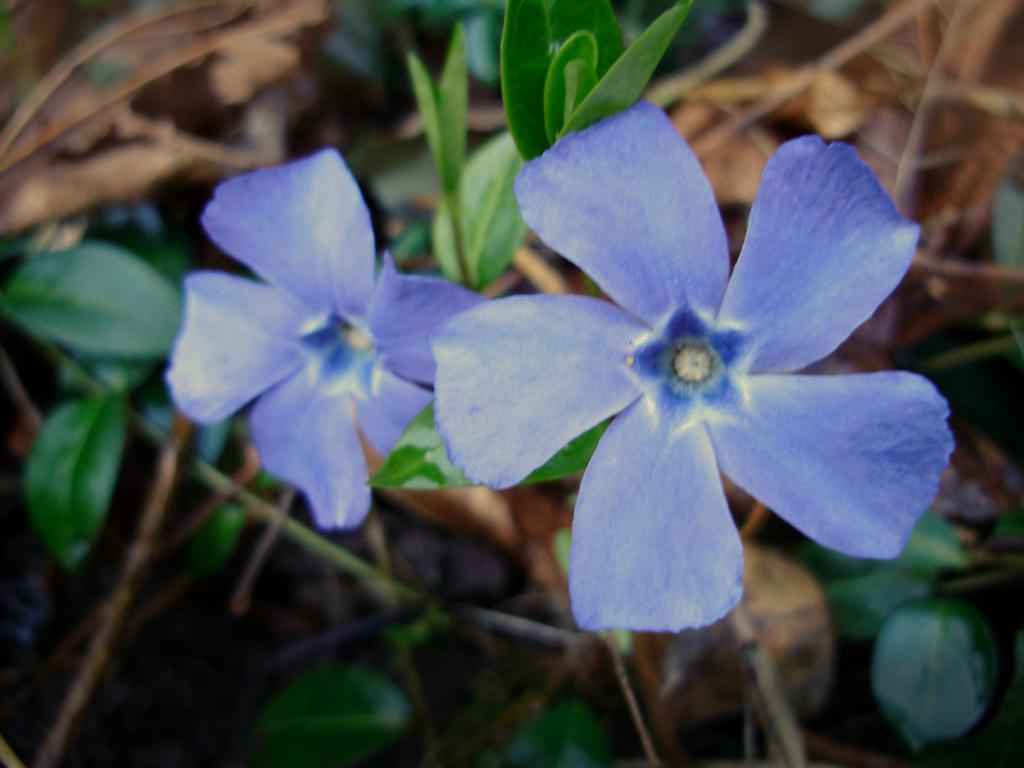 美丽的花朵在花园里的花坛上荔枝蓝