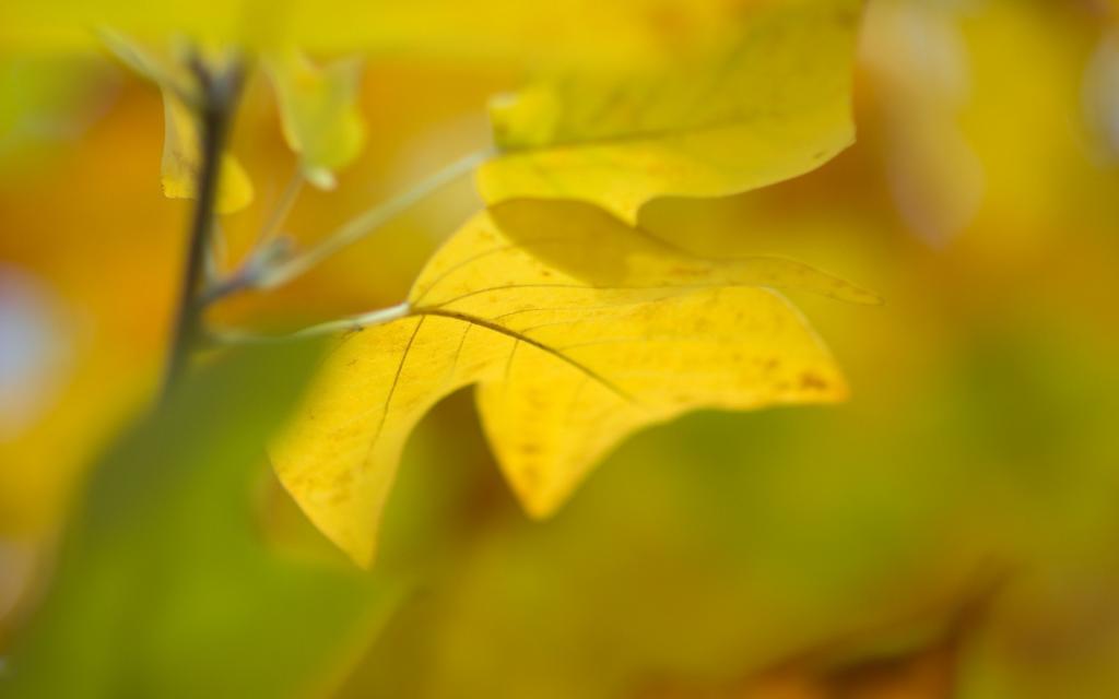 在初秋的黄绿色叶子