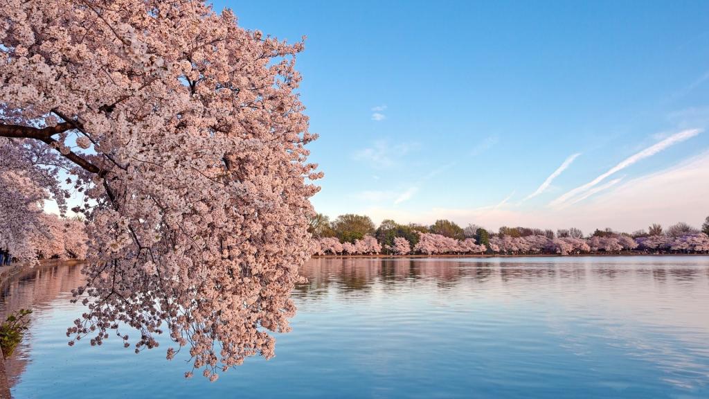 在水面上开花的樱花树