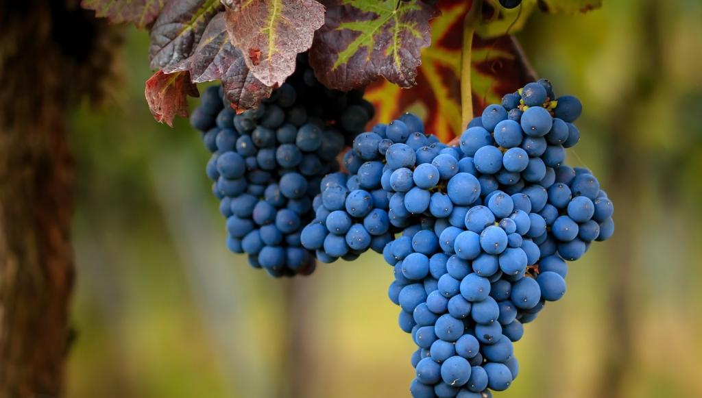 大束成熟的蓝色葡萄