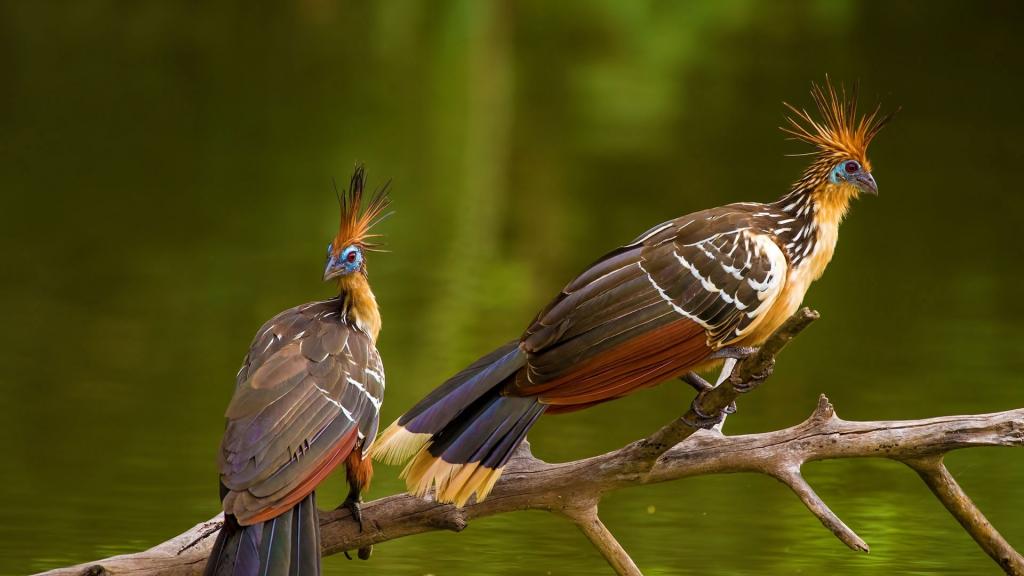 两个有趣的热带鸟Goacin在树枝上