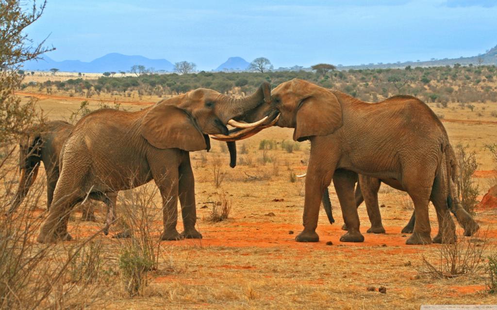 战斗的大象