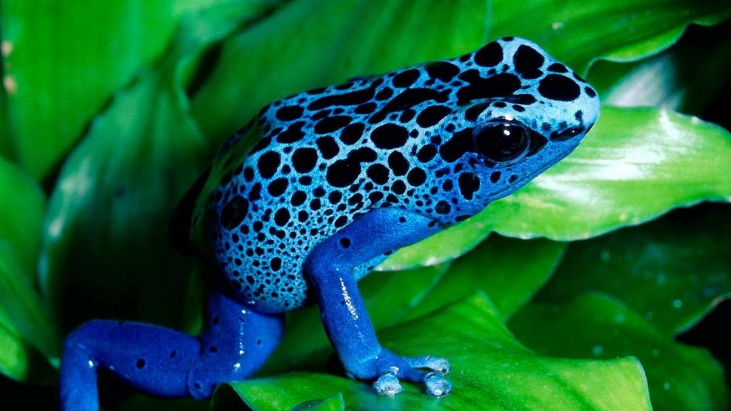 蓝色的青蛙
