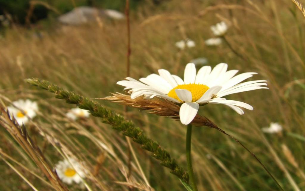 Chamomiles，白色的雏菊，宏，耳朵