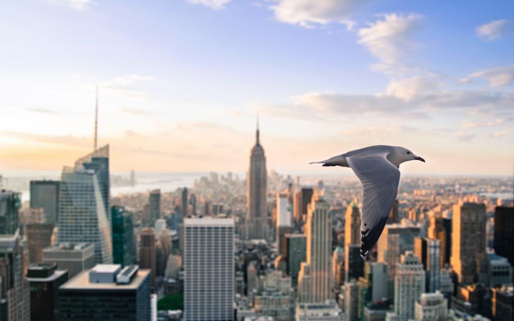 海鸥飞越纽约