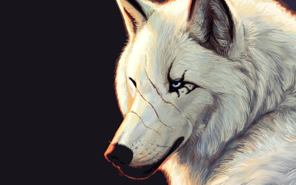 白狼与疤痕