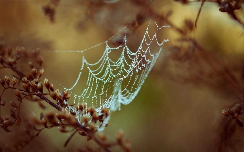 蜘蛛网与露水滴