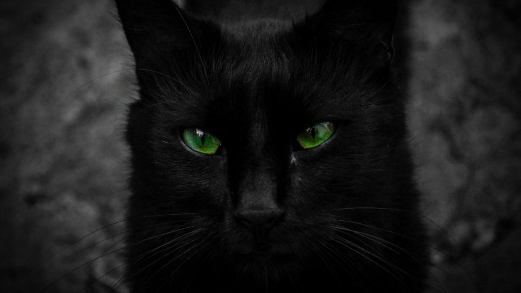 美丽的黑猫，大绿色的眼睛