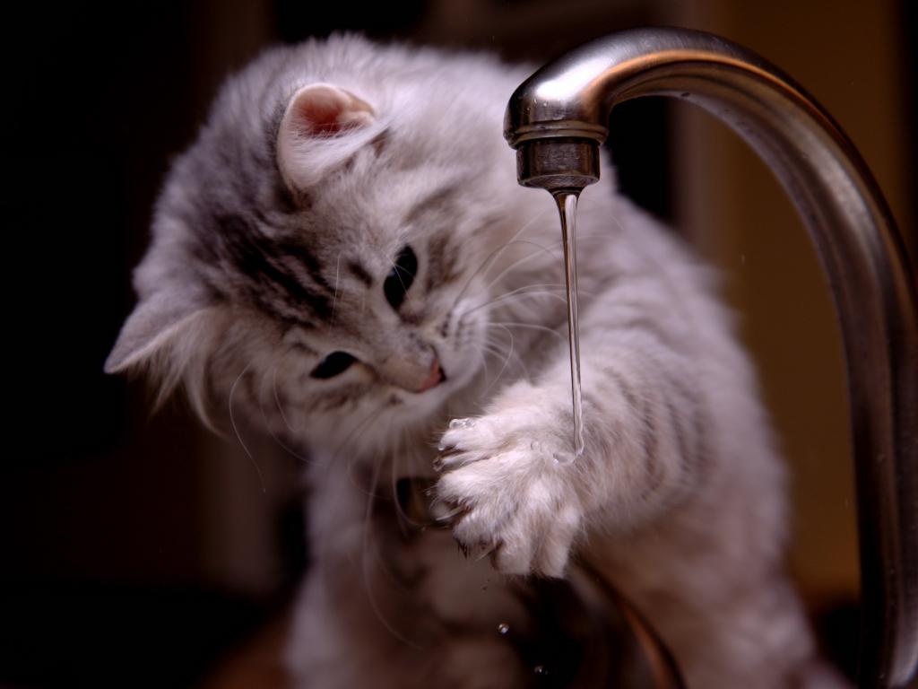 小猫玩水