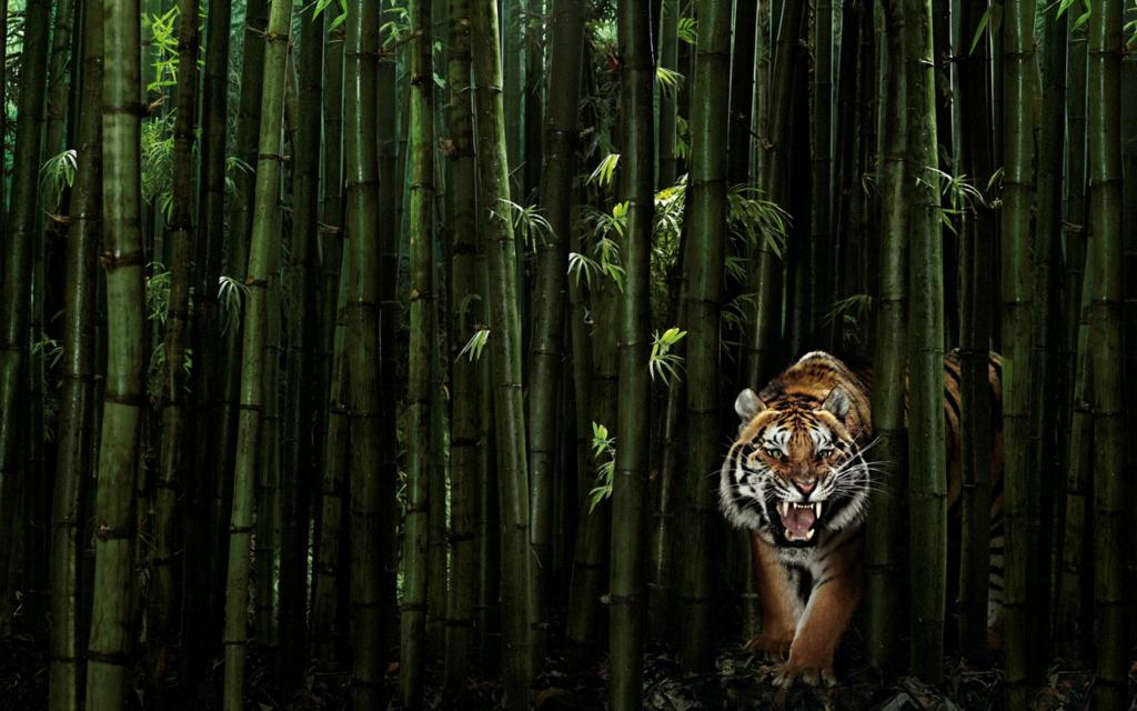 老虎在竹林里