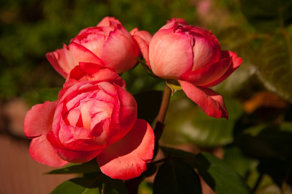 三个粉红色的玫瑰花园特写