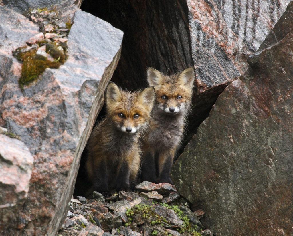 年轻的狐狸藏在石头里