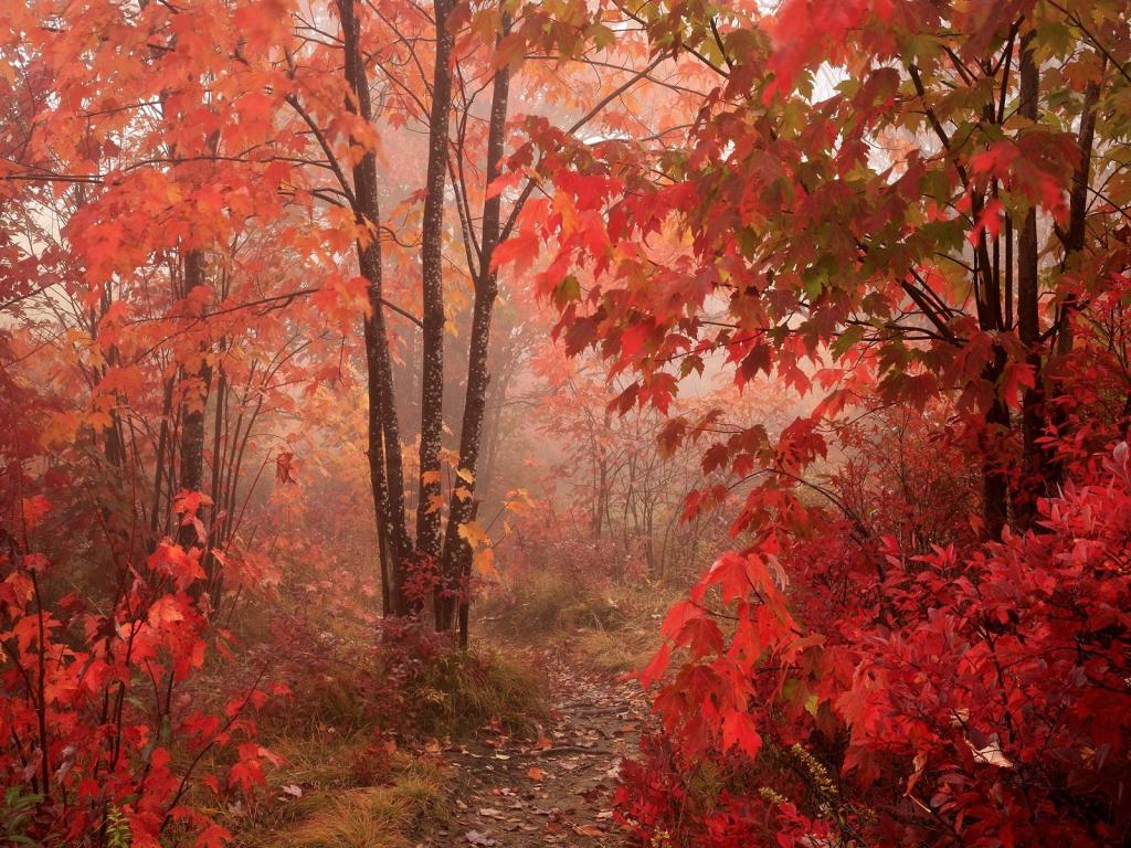 红色秋天的森林