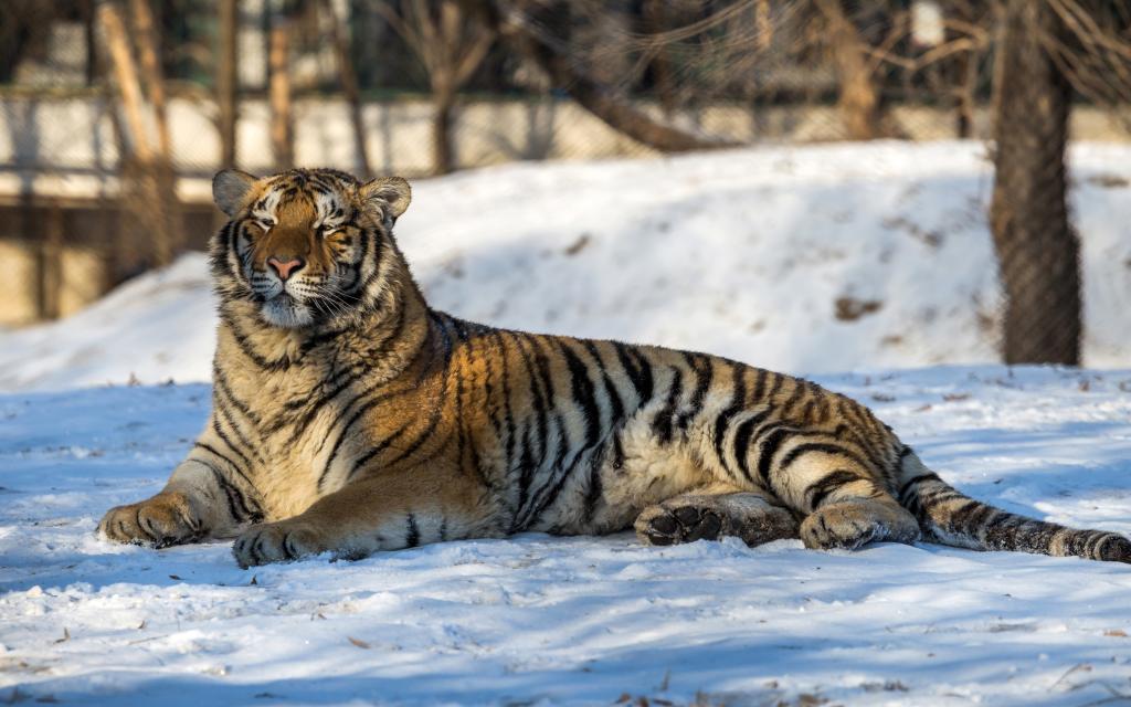 一只大优美的老虎躺在雪地上
